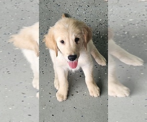 Golden Retriever Puppy for sale in DELAND, FL, USA