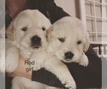 Small Photo #8 Golden Retriever Puppy For Sale in ANAHEIM, CA, USA
