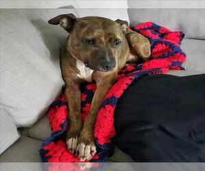 American Pit Bull Terrier Dogs for adoption in Derwood, MD, USA