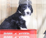 Small Photo #2 Bernedoodle-Miniature Australian Shepherd Mix Puppy For Sale in STAFFORD, VA, USA
