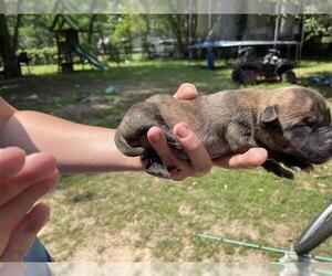 American Pit Bull Terrier-Unknown Mix Dogs for adoption in Houston, TX, USA