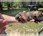 Small American Pit Bull Terrier Mix