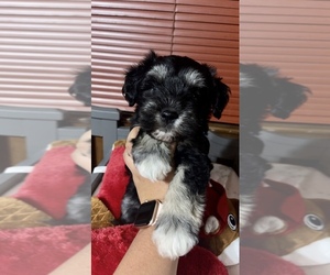 Schnauzer (Miniature) Puppy for sale in GARLAND, TX, USA