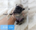 Small Photo #1 Pug Puppy For Sale in BREEZY POINT, MN, USA