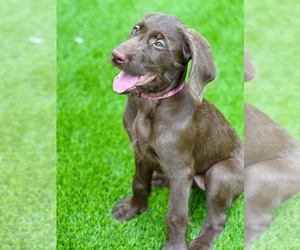 German Shorthaired Pointer-Goldendoodle Mix Puppy for sale in POLK CITY, FL, USA