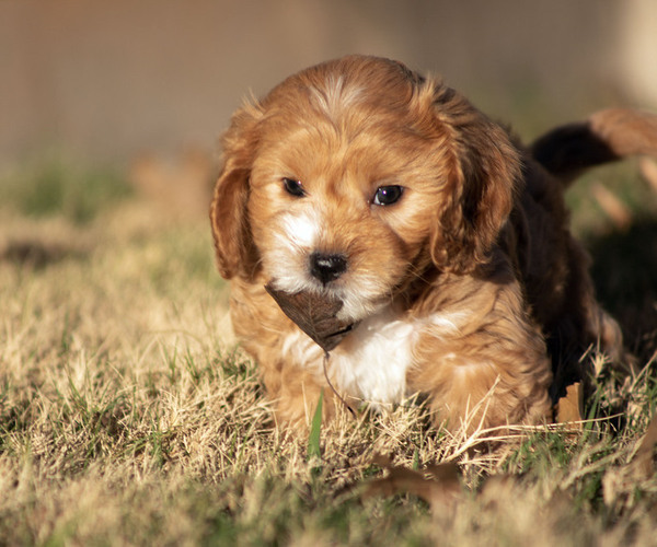 Medium Photo #2 Cavachon-Poodle (Miniature) Mix Puppy For Sale in CEDAR PARK, TX, USA