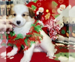Border Collie-Pomeranian Mix Puppy for sale in HAMMOND, IN, USA
