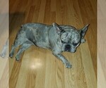 Small Photo #1 French Bulldog Puppy For Sale in SHERIDAN, OR, USA