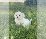 Small #3 Maltese