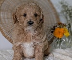 Small Photo #30 Poovanese Puppy For Sale in GOSHEN, IN, USA