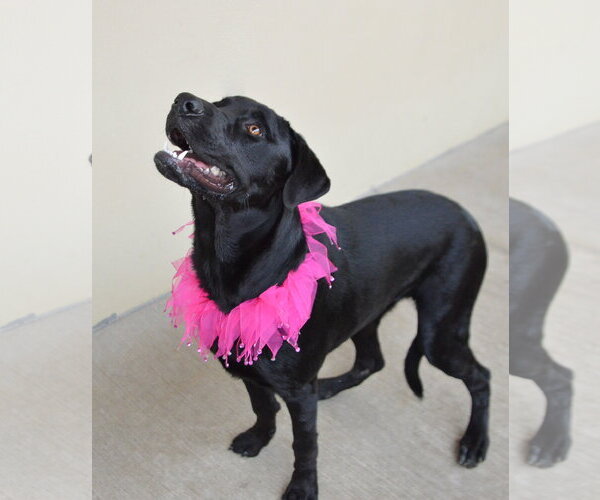 Medium Photo #2 Mutt Puppy For Sale in McKinney, TX, USA