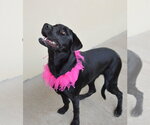 Small Photo #2 Mutt Puppy For Sale in McKinney, TX, USA