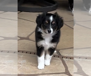 Miniature Australian Shepherd Puppy for Sale in FORT MYERS, Florida USA