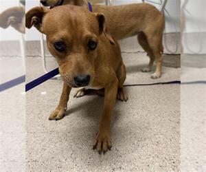 Chihuahua Dogs for adoption in Bakersfield, CA, USA