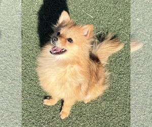 Pomeranian Dogs for adoption in Irvine, CA, USA