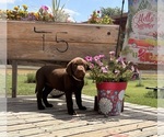 Puppy Belle Labrador Retriever