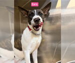 SJ  Ears - Female Mutt Dog for Adoption - Small photo
