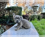 Small Photo #229 French Bulldog Puppy For Sale in HAYWARD, CA, USA