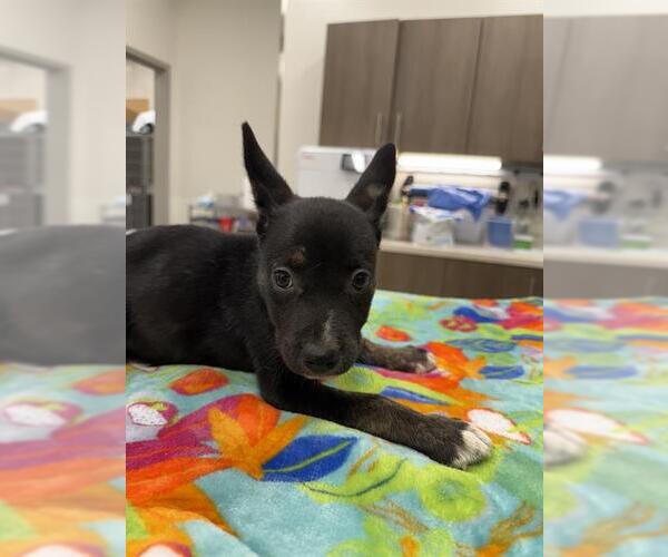 Medium Photo #1 German Shepherd Dog Puppy For Sale in Baytown, TX, USA