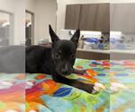 Small German Shepherd Dog