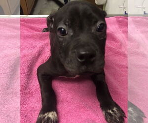 Inko - Male Mutt Dog for Adoption - Photo #3
