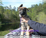 Small Photo #4 German Shepherd Dog Puppy For Sale in PIEDMONT, MO, USA