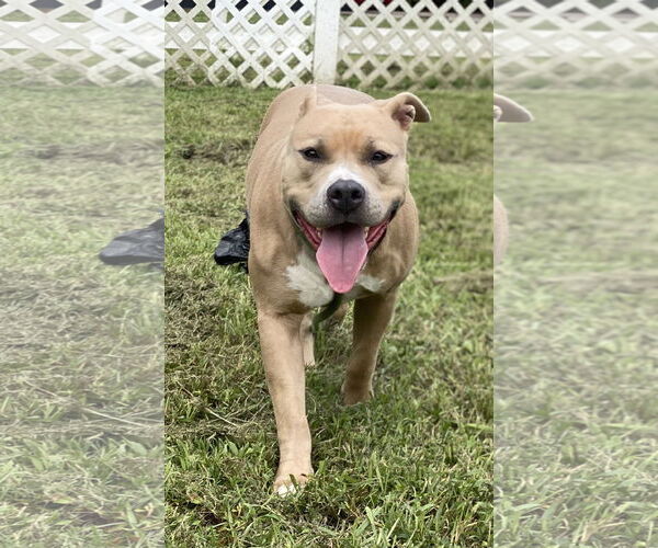 Medium Photo #7 American Pit Bull Terrier-Unknown Mix Puppy For Sale in Virginia Beach, VA, USA