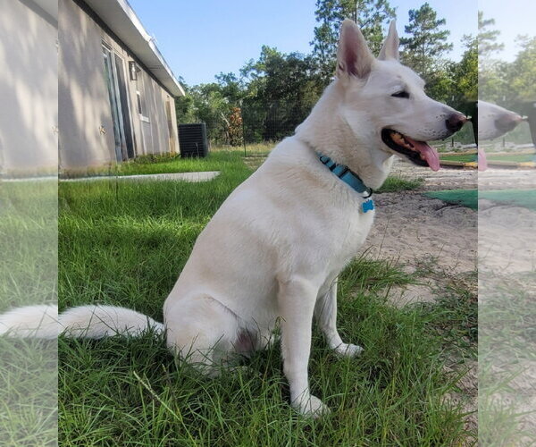 Medium Photo #4 - Mix Puppy For Sale in Hoffman Estates, IL, USA