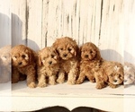 Small #1 Cavapoo (Miniature)