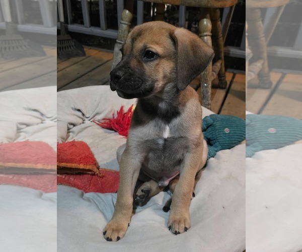 Medium Photo #3 Mutt Puppy For Sale in Duluth, MN, USA
