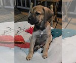 Small #2 Mutt