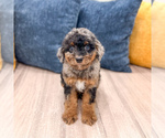 Puppy Jack Cavapoo (Miniature)