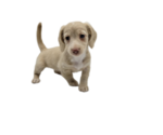 Small Photo #11 Dachshund Puppy For Sale in BALLWIN, MO, USA