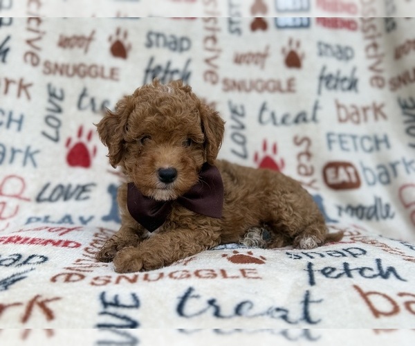 Medium Photo #5 Cavapoo (Miniature) Puppy For Sale in LAKELAND, FL, USA