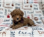 Adam - Male Cavapoo (Miniature) Puppy for Sale - Photo #5
