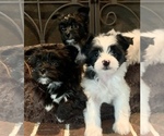 Small Photo #3 Morkie Puppy For Sale in ATHENS, TX, USA