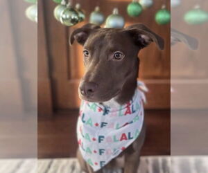 Labrador Retriever-Unknown Mix Dogs for adoption in Minneapolis, MN, USA