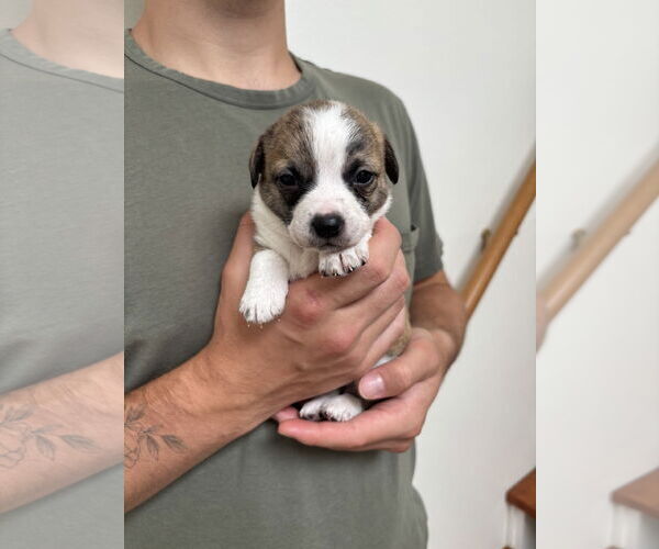 Medium Photo #2 Boston Huahua Puppy For Sale in Bellevue, WA, USA
