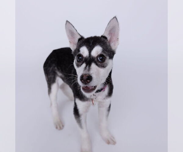 Medium Photo #5 Siberian Husky-Unknown Mix Puppy For Sale in Fargo, ND, USA