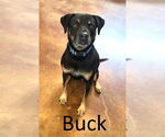 Small #4 Black Mouth Cur-Rottweiler Mix