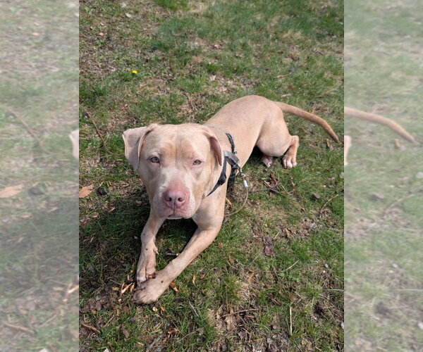 Medium Photo #3 Mutt Puppy For Sale in Minneapolis, MN, USA