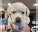 Small Photo #67 Labrador Retriever Puppy For Sale in HIGH POINT, NC, USA
