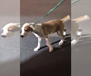 Mutt Dogs for adoption in Ball Ground, GA, USA