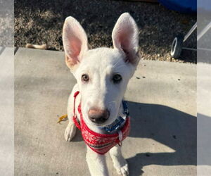 German Shepherd Dog-Unknown Mix Dogs for adoption in Martinez, CA, USA