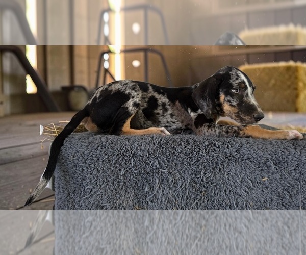 Medium Photo #6 Catahoula Leopard Dog Puppy For Sale in CUMBY, TX, USA