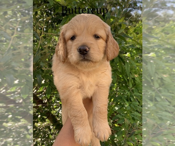 Medium Photo #1 Golden Retriever Puppy For Sale in BOERNE, TX, USA