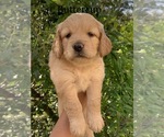 Small Photo #1 Golden Retriever Puppy For Sale in BOERNE, TX, USA