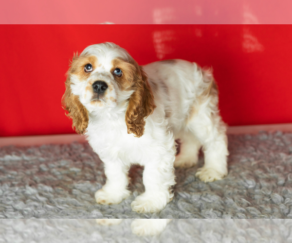 Medium Photo #2 Cocker Spaniel Puppy For Sale in NAPPANEE, IN, USA
