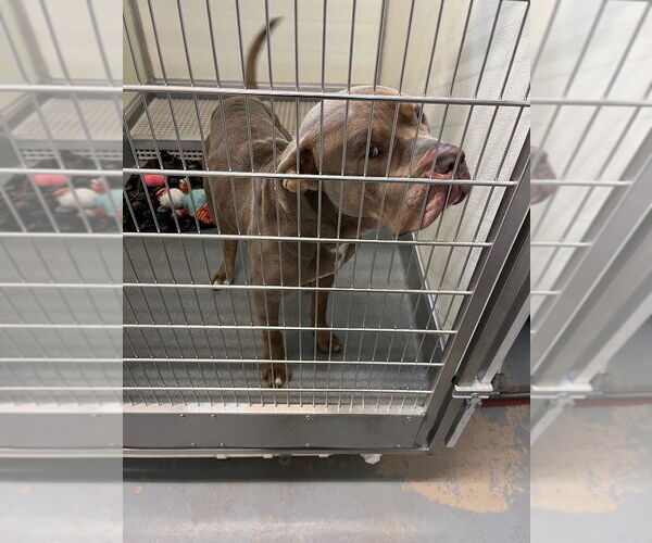 Medium Photo #2 Mastiff-Unknown Mix Puppy For Sale in Bryant, AR, USA