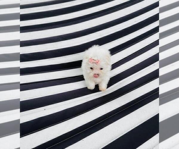 Medium Photo #3 Maltese Puppy For Sale in TAMPA, FL, USA